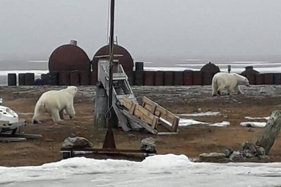 Eisbär-Alarm am Nordpolarmeer