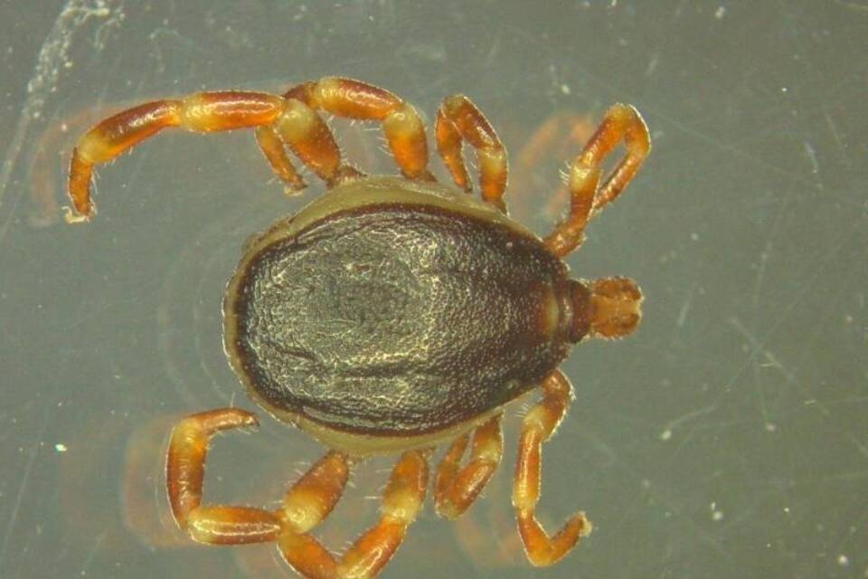 Hyalomma-Zecke Hyalomma-Zecke