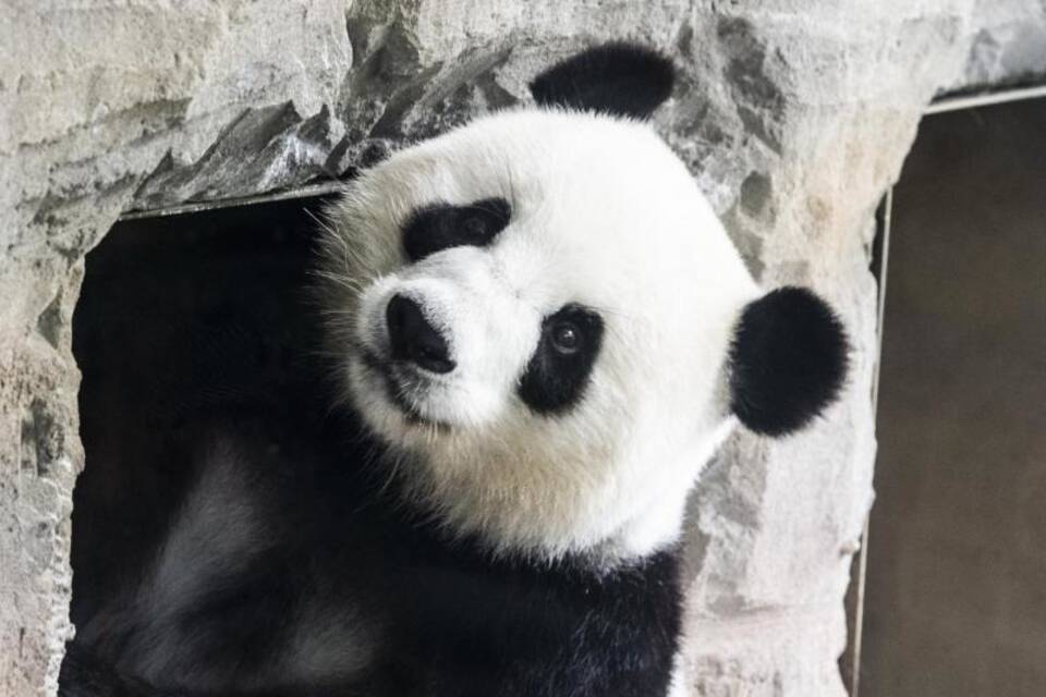 Pandadame Meng Meng