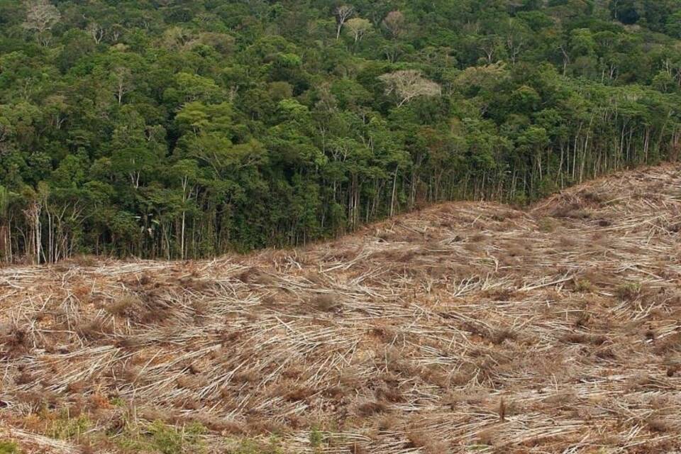 Amazonas-Abholzung