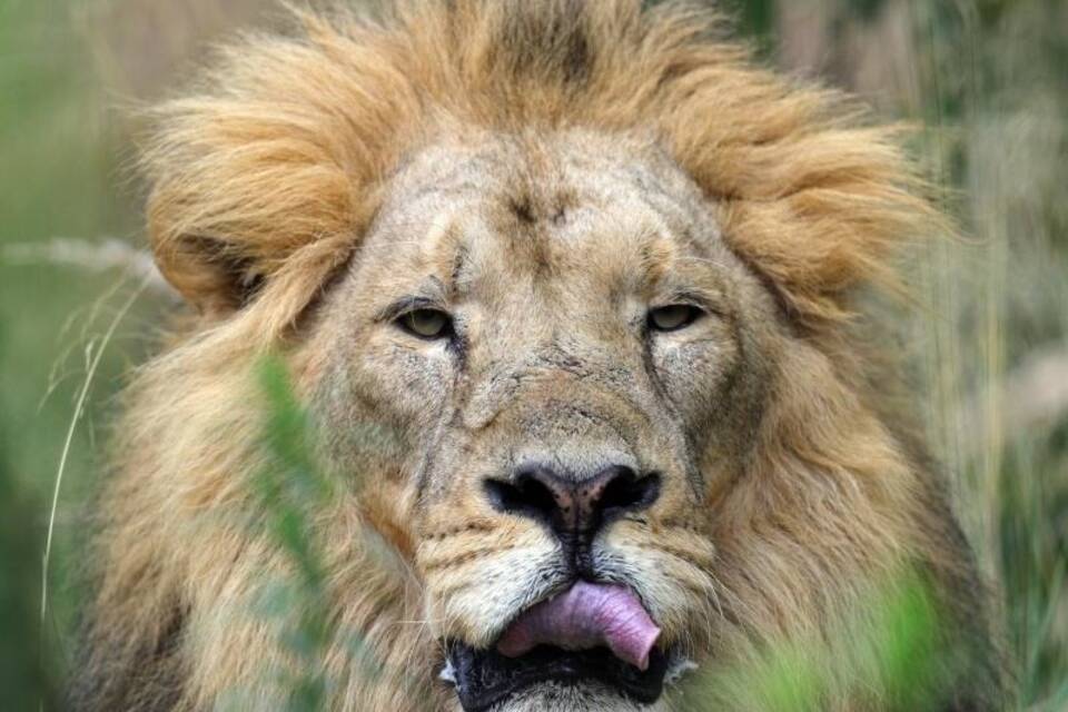 Löwe Löwe
