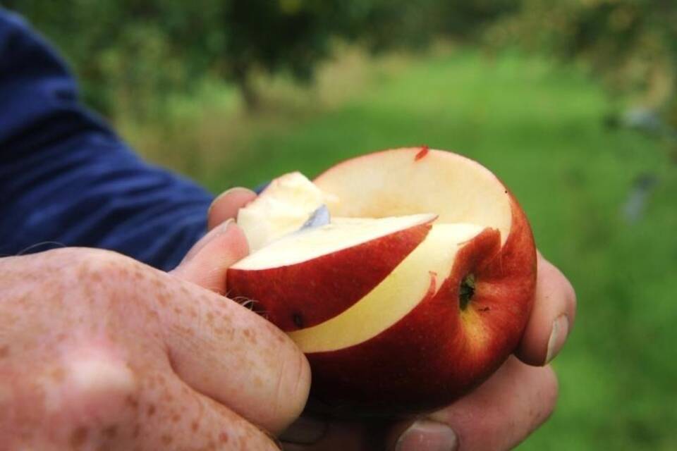 Apfel Apfel