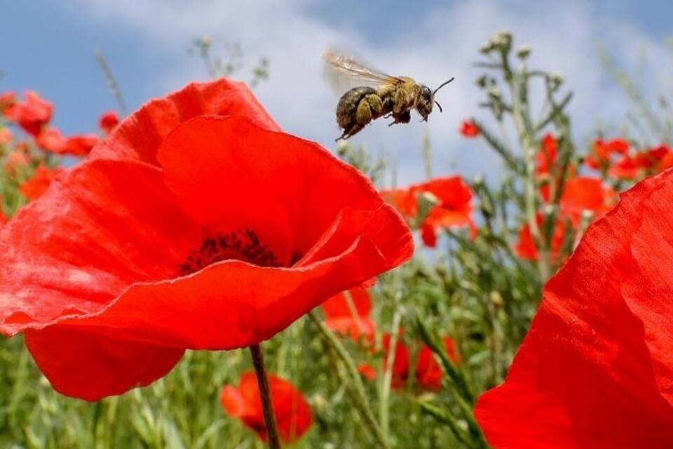 Biene im Klatschmohn