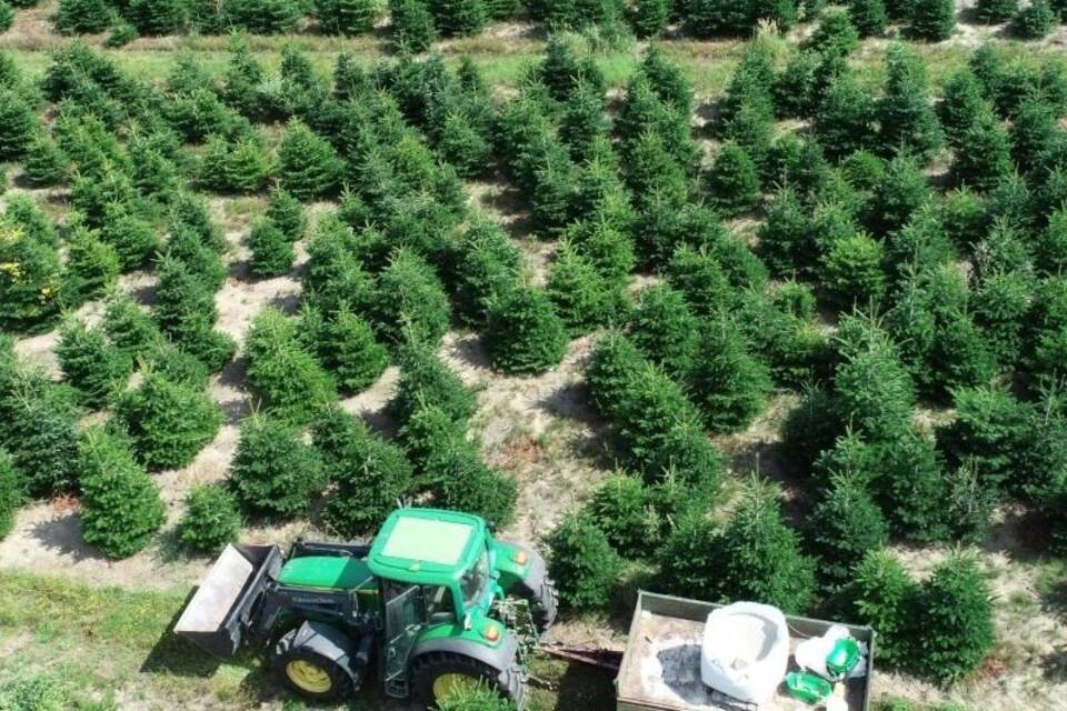 Weihnachtsbaumplantage Weihnachtsbaumplantage