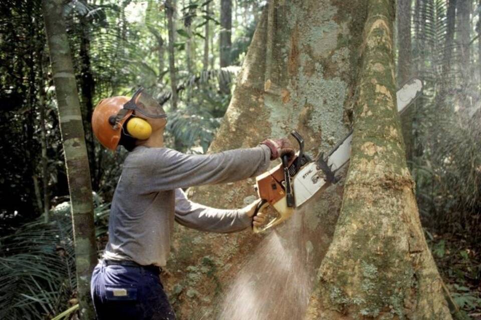 Abholzung im Regenwald