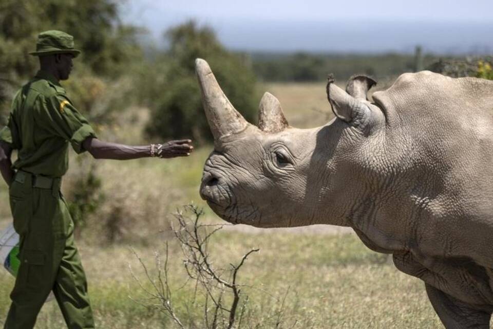 Rettung von Nashorn-Unterart Rettung von Nashorn-Unterart