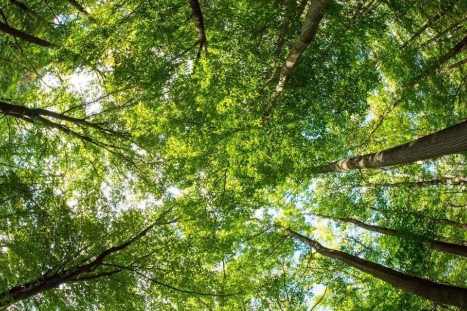 Wald Wald