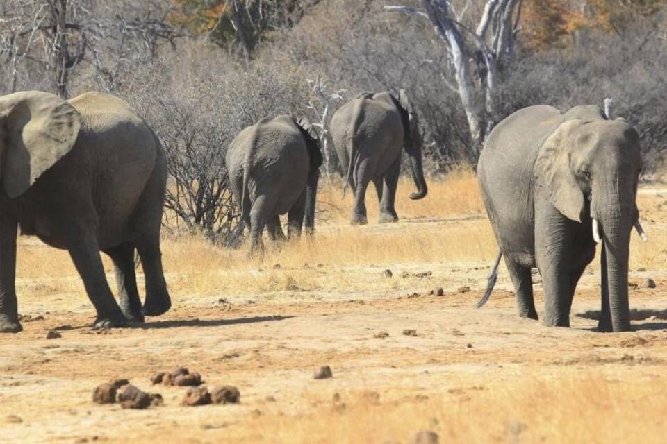 Afrikanische Elefanten