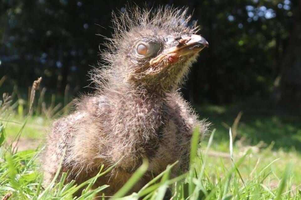 Nachwuchs Nachwuchs