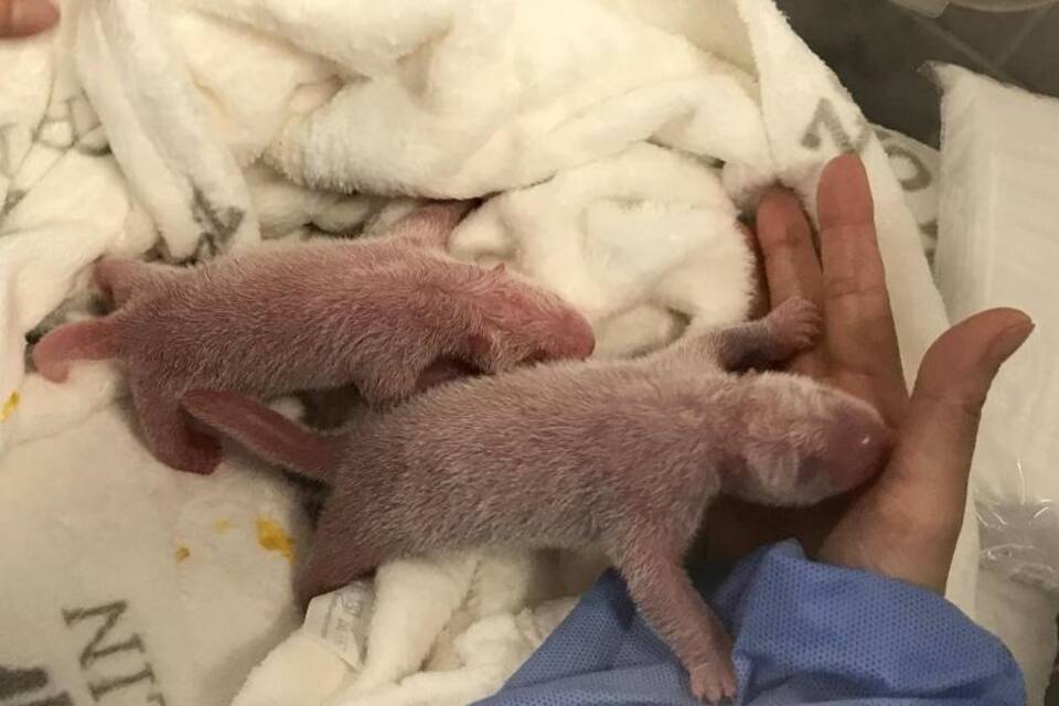 Zwei Panda-Babys im Berliner Zoo geboren