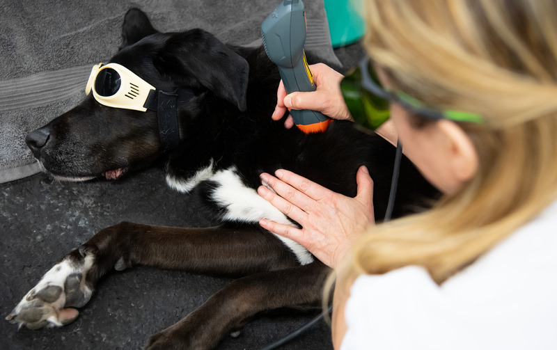 Rückenmarksinfarkt Hund