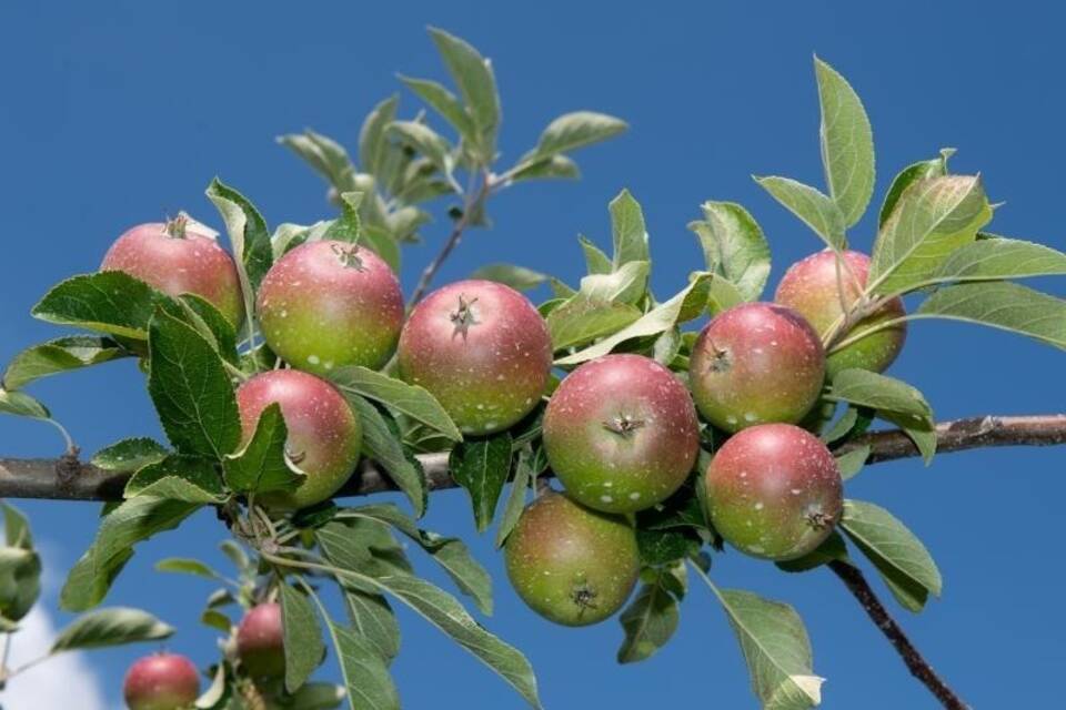 Apfelernte im Alten Land