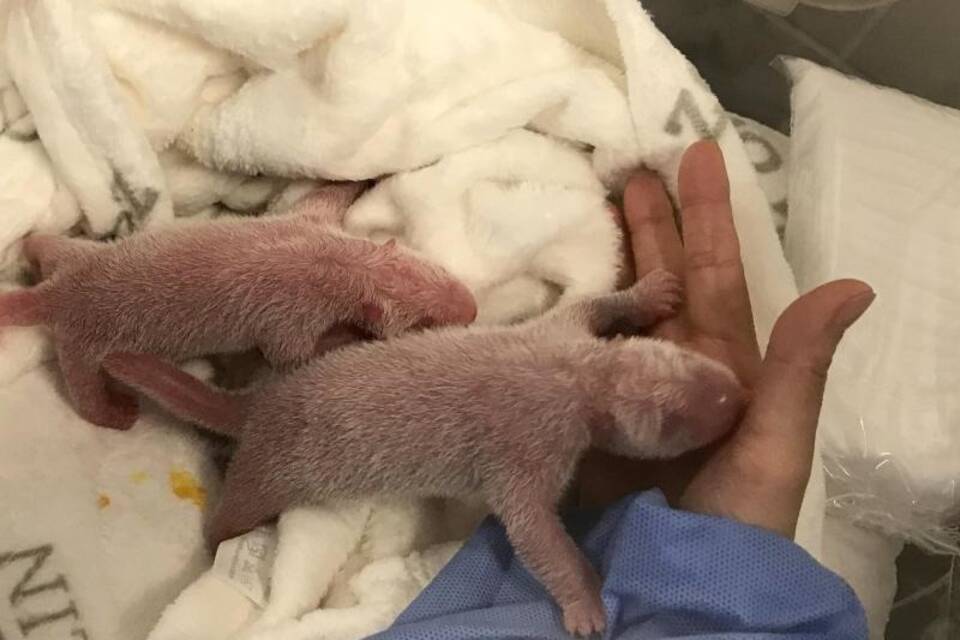 Zwei Panda-Babys
