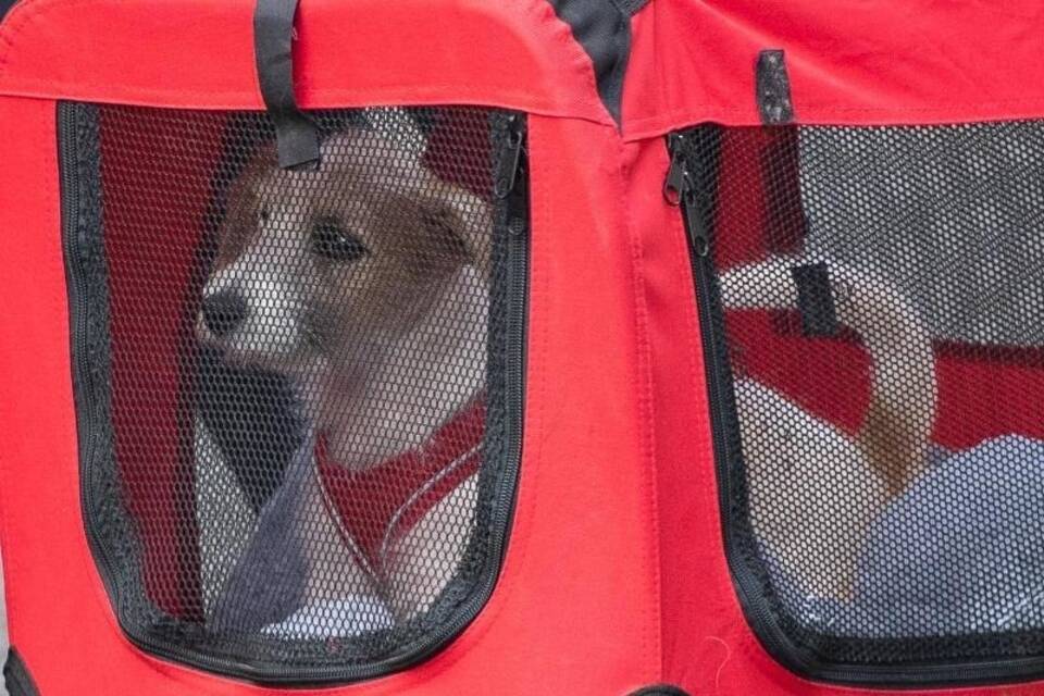 Boris Johnson adoptiert Hund Boris Johnson adoptiert Hund