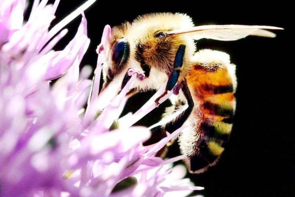 Biene auf Blüte Biene auf Blüte