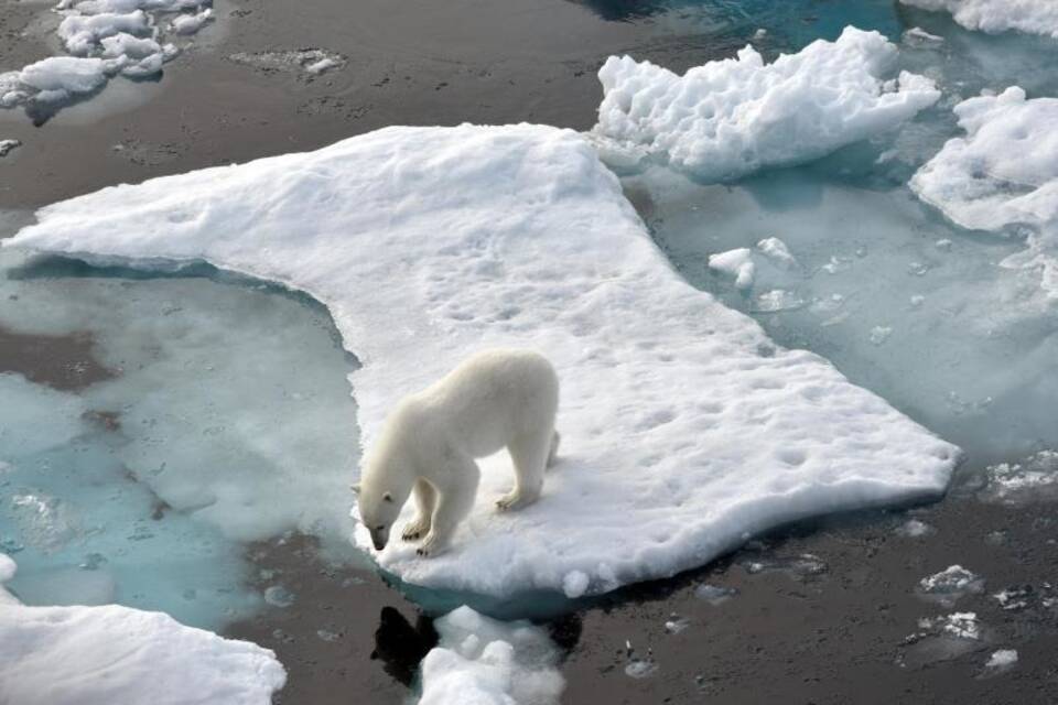 Eisbär in der Arktis