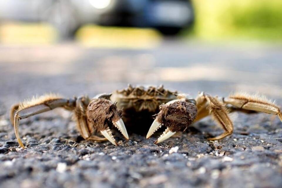 Wollhandkrabbe Wollhandkrabbe