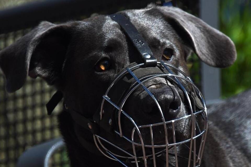 Hunde mit Maulkorb Hunde mit Maulkorb