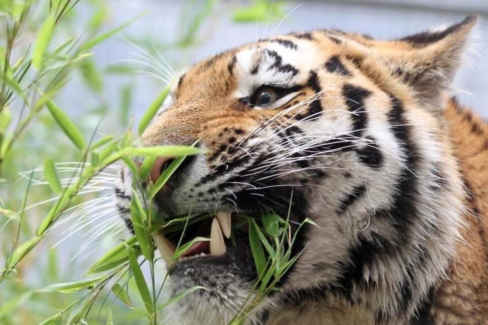 Amur-Tiger Amur-Tiger
