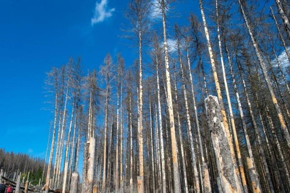 «Nationaler Waldgipfel» «Nationaler Waldgipfel»