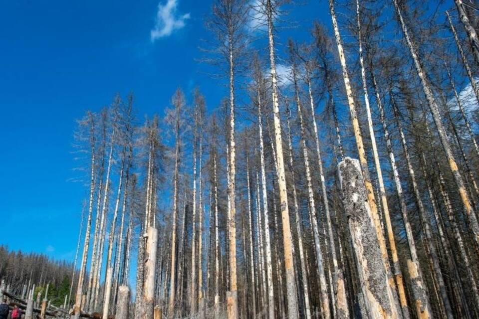 «Nationaler Waldgipfel»