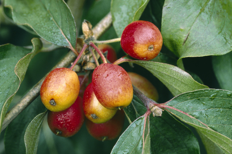 Die Beeren Sind Los Wildobsthecken Nutzen Mensch Und Tier Haus