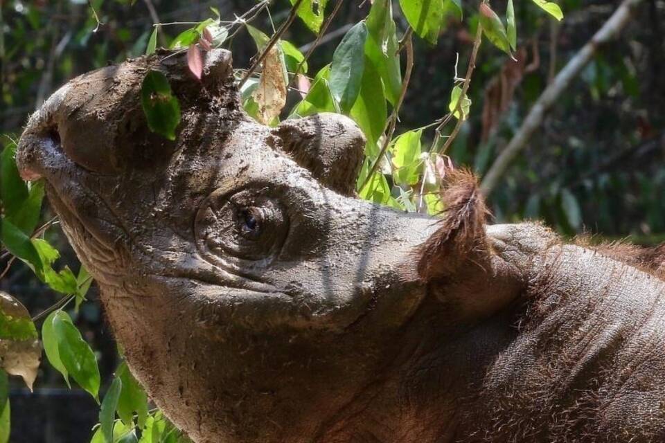 Sumatra-Nashorn Sumatra-Nashorn