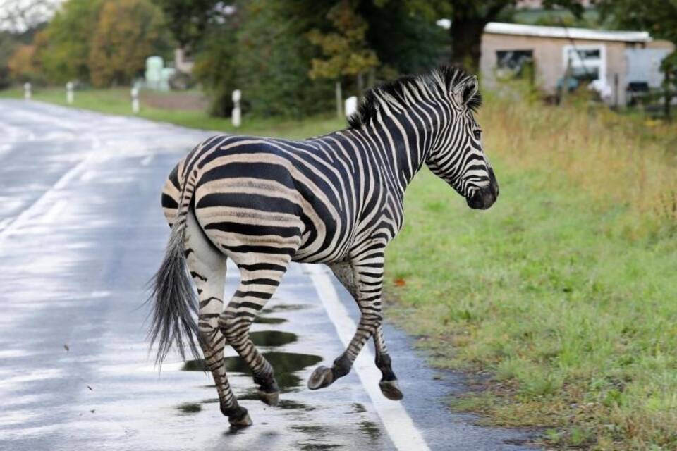 Zirkus-Zebras ausgebrochen