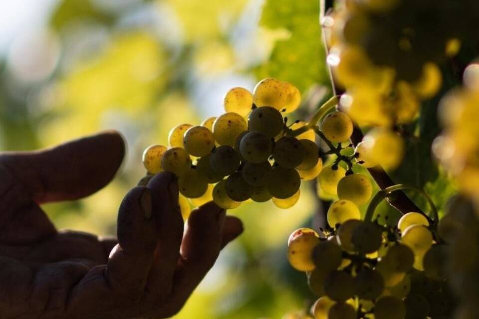 Winzer erwarten geringere Wein-Ernte
