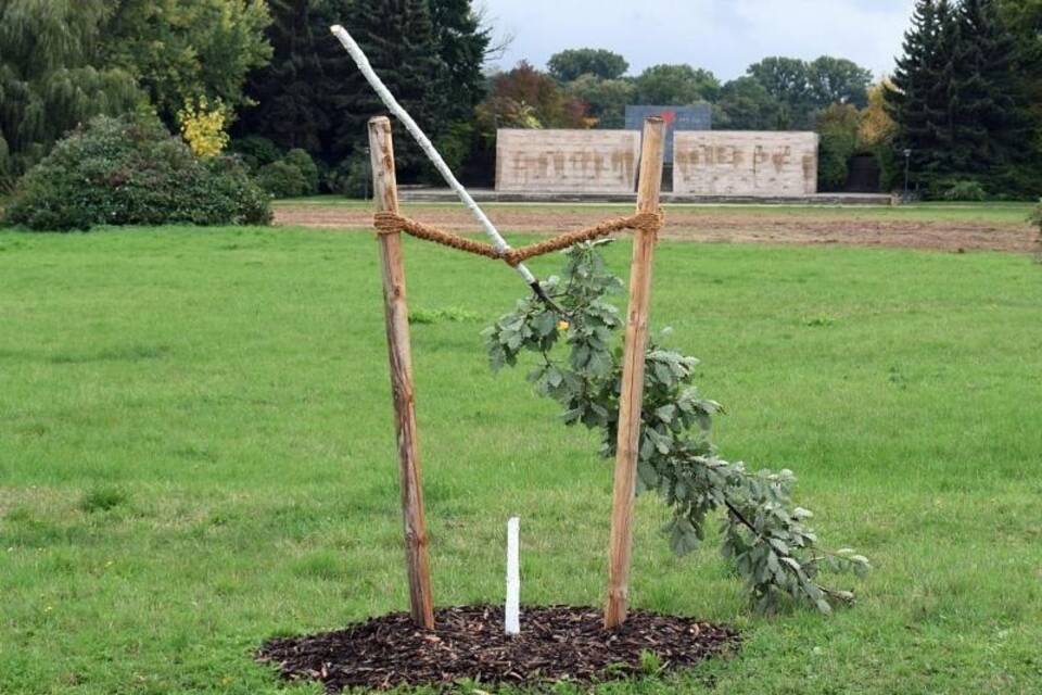 Gedenkbaum abgesägt Gedenkbaum abgesägt