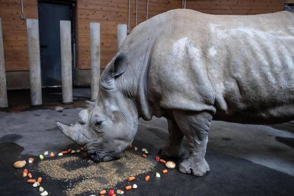 Ältestes Nashorn Deutschlands