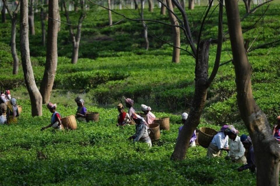 Teepflückerinnen in Assam