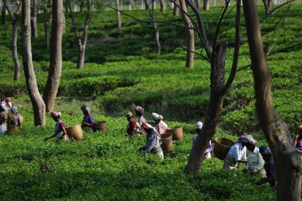 Teepflückerinnen in Assam Teepflückerinnen in Assam