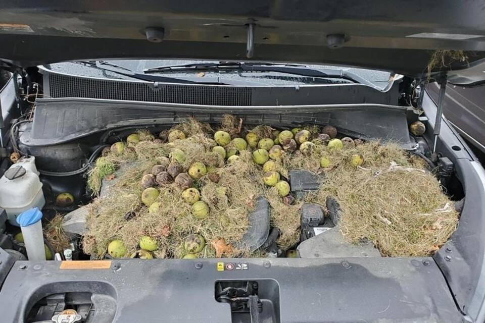 Walnüsse unter der Motorhaube