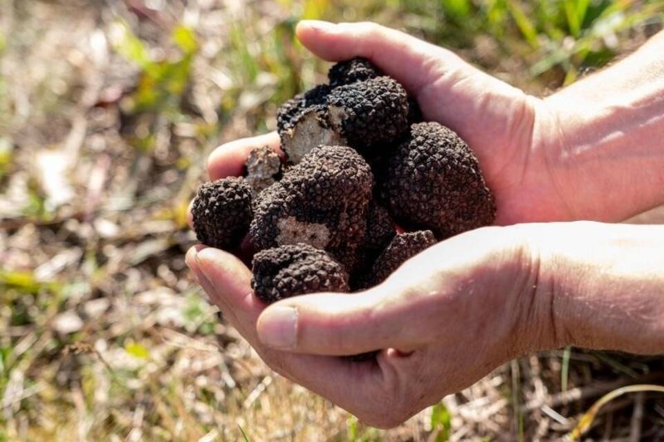 Ernte auf Trüffelplantage