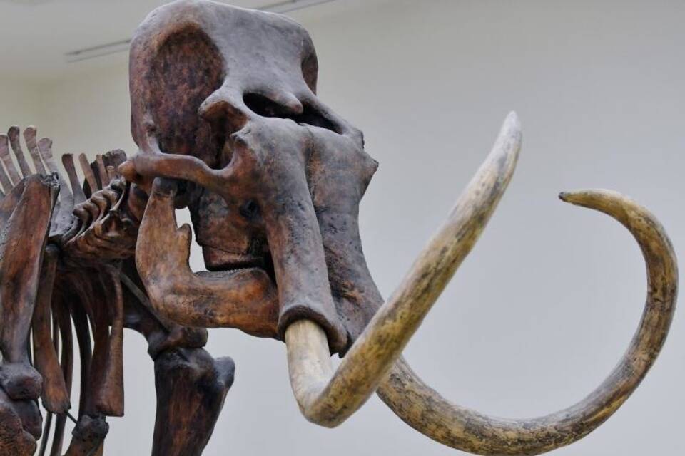 Mammut-Skelett Mammut-Skelett