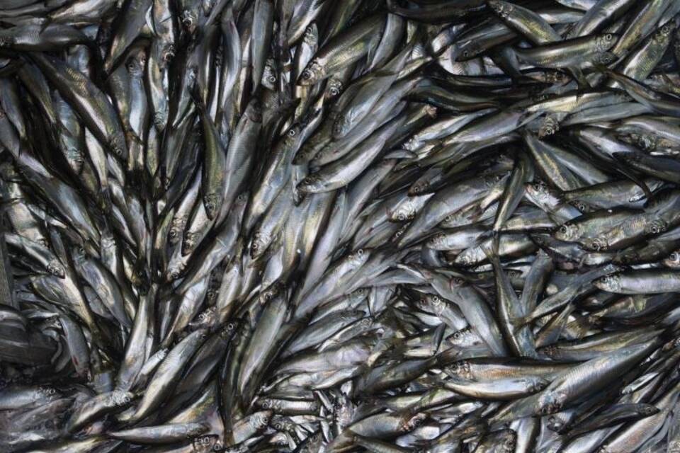 Fischfang Fischfang