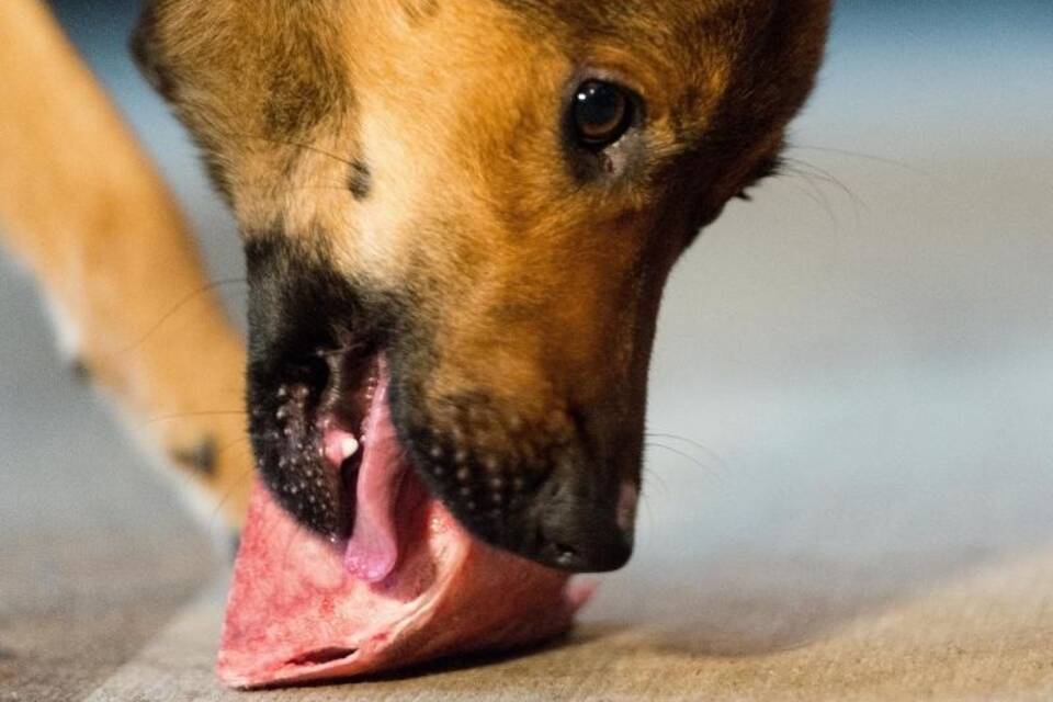 Frischfleisch für Hunde