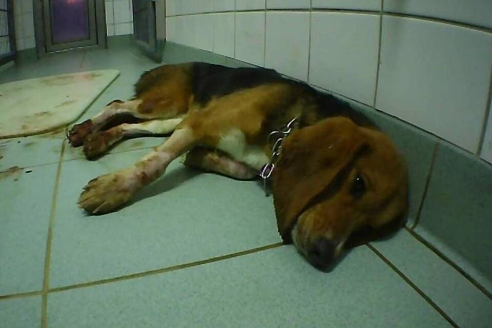 Misshandlungen bei Tierversuchen angezeigt Misshandlungen bei Tierversuchen angezeigt