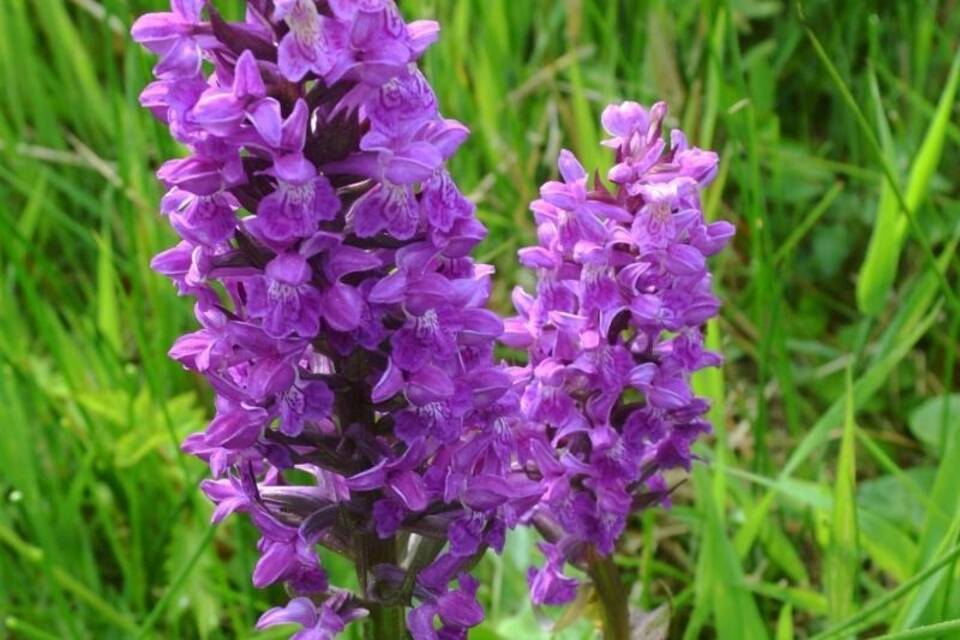 Orchidee des Jahres 2019 gekürt Orchidee des Jahres 2019 gekürt