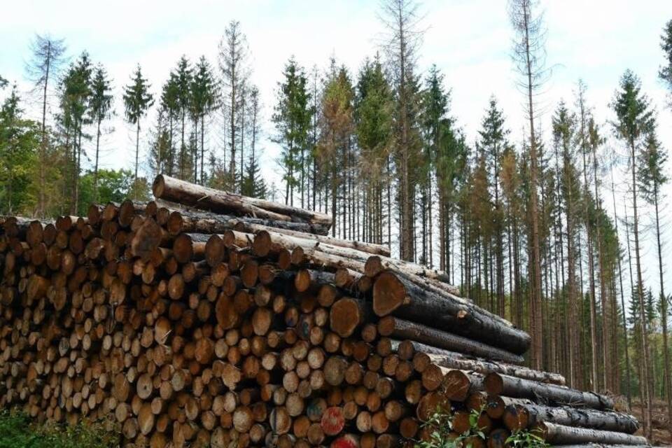 Forschergruppe bezweifelt Studie zu Aufforstung gegen Klimawandel Forschergruppe bezweifelt Studie zu Aufforstung gegen Klimawandel