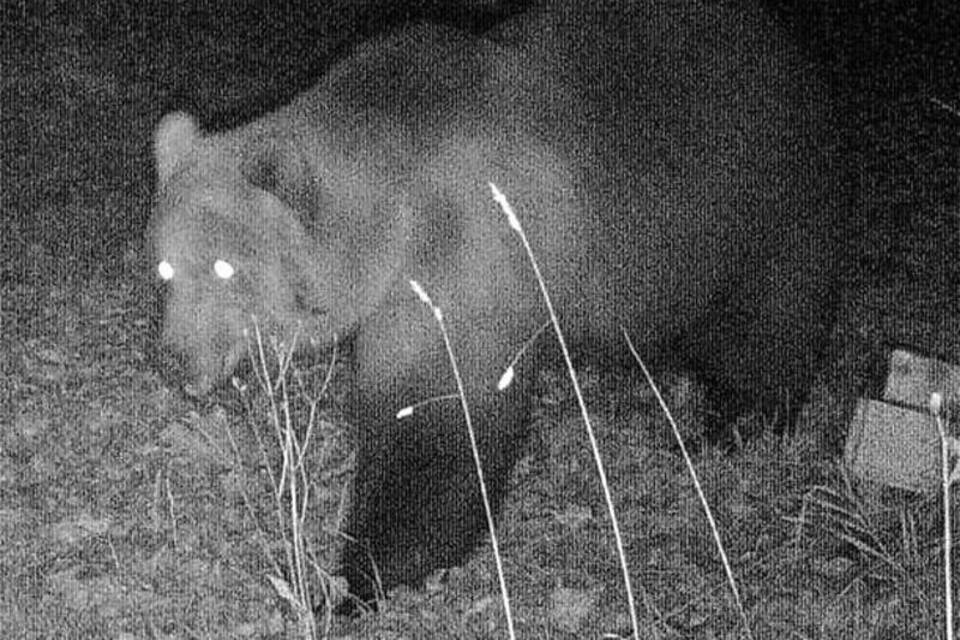 Wildtierkamera Wildtierkamera