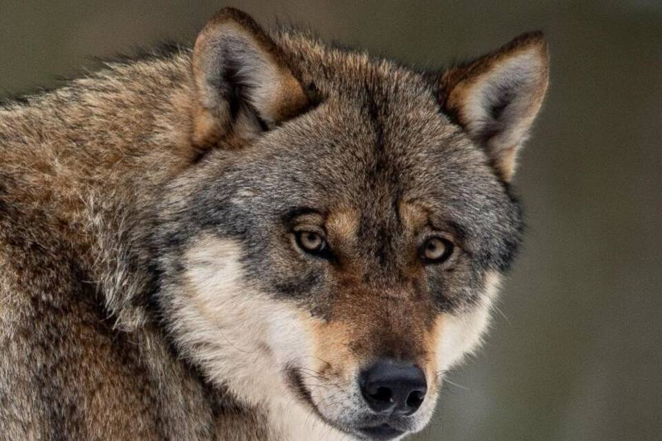 Wolf beschäftigt Bundestag: SPD pocht auf Herdenschutz