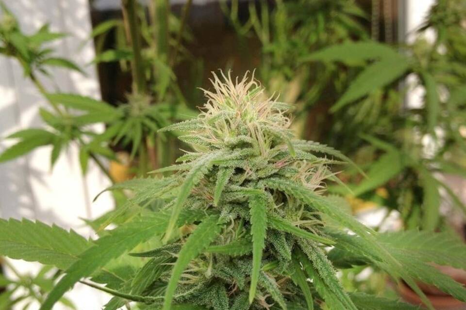 Cannabis Cannabis