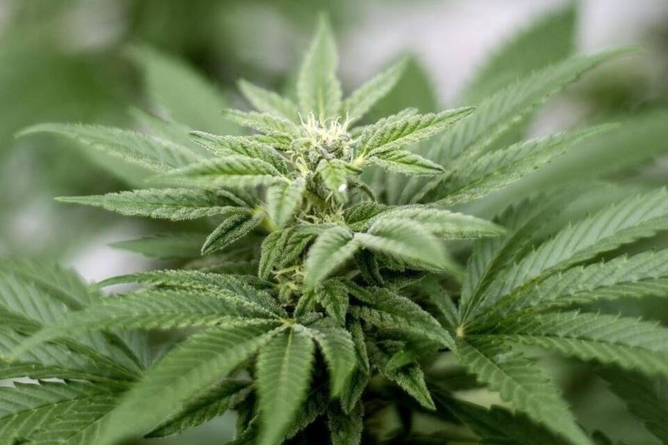 Cannabis-Pflanze Cannabis-Pflanze
