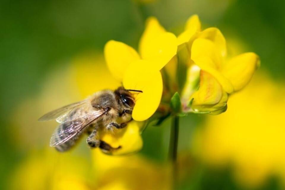 Insektenschwund Insektenschwund