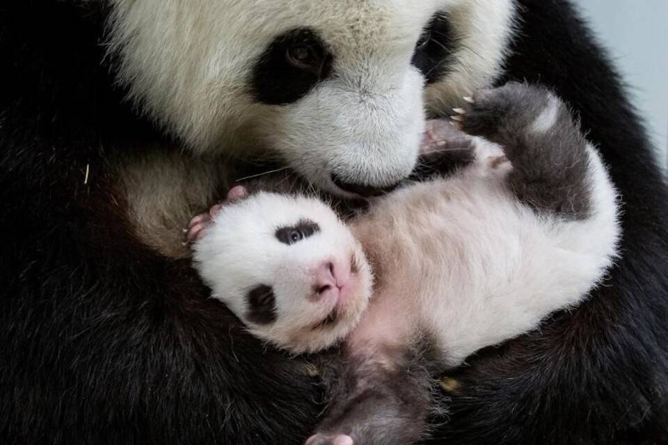 Berliner Panda-Zwillinge