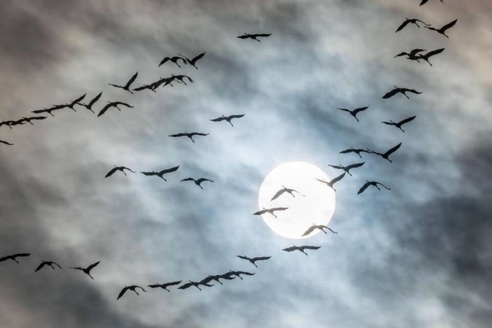 Zugvögel Zugvögel
