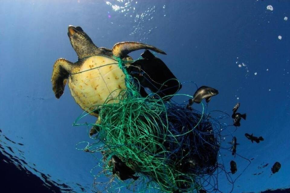 Schildkröte im Fischernetz