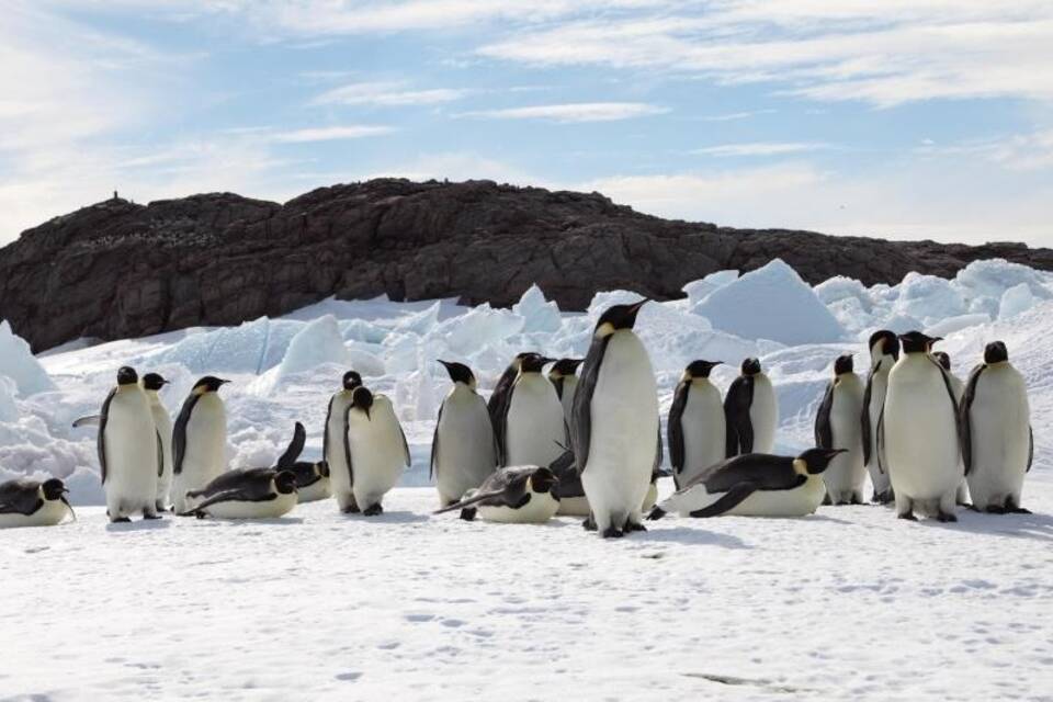 Kaiserpinguine in der Antarktis